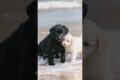cute puppies playing in the beach #puppy #cute #cutedog #dog #funnypuppy #shorts