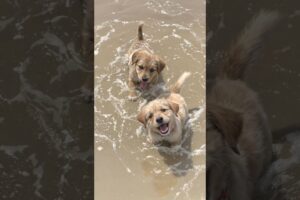 cute puppies playing in the beach #puppy #cute #dog #pets #animals #shorts