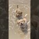 cute puppies playing in the beach #puppy #cute #dog #pets #animals #shorts