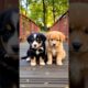 cute puppies playing moment #puppy #cute #pets #funny #animals #dog
