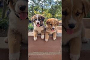 cute puppies playing video #puppy #cute #pets #funny #dog #viral #shorts