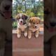 cute puppies playing video #puppy #cute #pets #funny #dog #viral #shorts