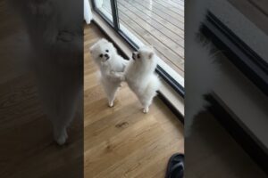 cute puppies #puppy #puppies #cuteanimals #youtubeshorts #cutedog