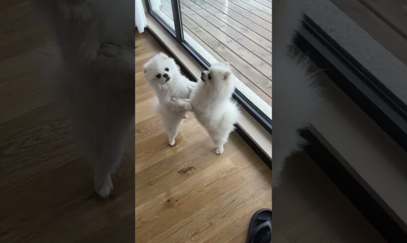 cute puppies #puppy #puppies #cuteanimals #youtubeshorts #cutedog