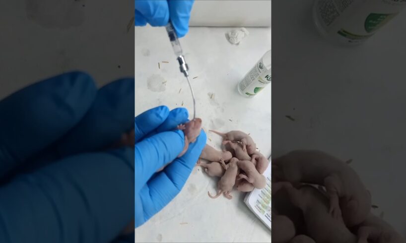 cute puppies #shortvideo #shorts