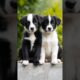 cute puppies sitting on a wall adorable video #puppy #dog #cutedog #pets #dogs #cuteanimals #shorts
