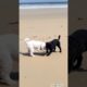 cute puppies video #puppy #cute #dog #funny #animals #cutedog #shorts