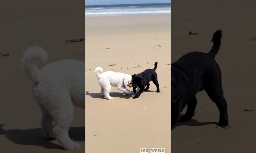 cute puppies video #puppy #cute #dog #funny #animals #cutedog #shorts