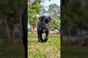 cute puppy playing adorable video #puppy #cute #dog #animals #shorts
