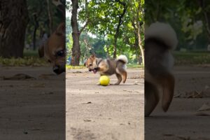 cute puppy playing in The football ⚽ #puppy​ #cute​ #pets​ #funny​ #dog​ #puppydog​ #shorts​