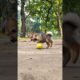 cute puppy playing in The football ⚽ #puppy​ #cute​ #pets​ #funny​ #dog​ #puppydog​ #shorts​