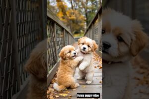 cute puppy playing video #puppy #cute #cutedog #dog #pets #animals #shorts