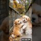 cute puppy playing video #puppy #cute #cutedog #dog #pets #animals #shorts