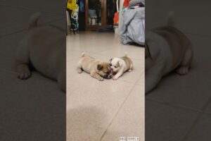 cutest puppies adorable video #puppy #cute #dog #pets #animals #viral #shorts