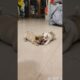 cutest puppies adorable video #puppy #cute #dog #pets #animals #viral #shorts