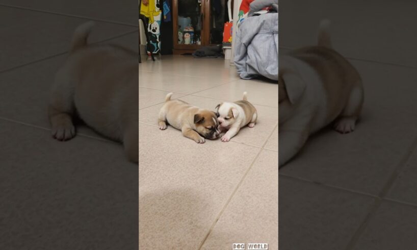 cutest puppies adorable video #puppy #cute #dog #pets #animals #viral #shorts
