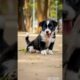 cutest puppy video #puppy #cute #funny #dog #animals #shorts #cutest #viral