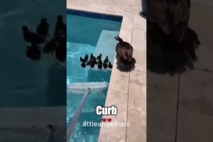 ducklings Rescue ❤️ | Heartwarming #Shorts