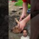 #funny #puppy #tiktok #comedy cute puppies, small dog