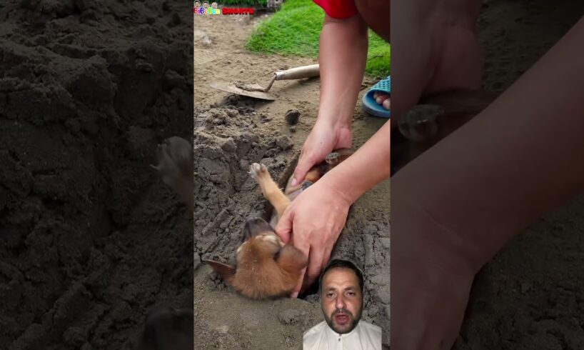 #funny #puppy #tiktok #comedy cute puppies, small dog