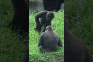 gorilla fun playing 😆 #gorillatag #taipeizoo #金剛猩猩 #台北市立動物園 #zoo #cute #funny