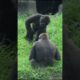 gorilla fun playing 😆 #gorillatag #taipeizoo #金剛猩猩 #台北市立動物園 #zoo #cute #funny