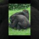 gorilla fun playing 😆 #gorillatag #taipeizoo #金剛猩猩 #台北市立動物園 #zoo #shorts