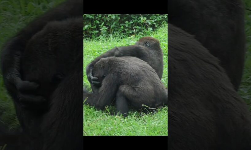 gorilla fun playing 😆 #gorillatag #taipeizoo #金剛猩猩 #台北市立動物園 #zoo #shorts