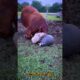 play cows🤣🐂#cow #animals #funny #shorts #viralvideo #foryou #2025