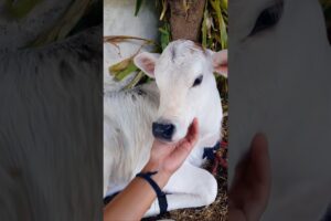 playing with a cute baby cow adorable video #cow #animals #cowcalf #babycow #cowvideos #cows #shorts