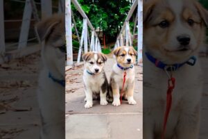 puppies funny adorable video #puppy #cute #pets #funny #dog #shorts