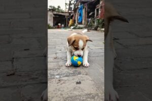 puppy playing video with ball #puppy #cute #pets #funny #dog #animals