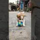 puppy playing video with ball #puppy #cute #pets #funny #dog #animals