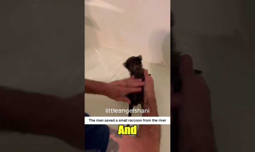 raccoon Rescue ❤️ | Heartwarming #Shorts