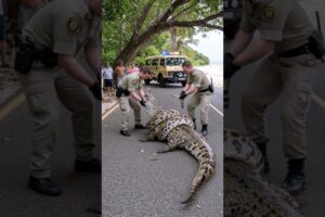 rescue crocodile from big snake