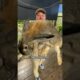 #shorts #shortsvideo #rescue #cuteanimals #cute #healing #animalshorts #animals