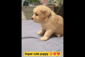 super cute puppies 😍❤️ #cutepuppy #puppylove #cutepuppy #animals #puppy