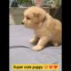 super cute puppies 😍❤️ #cutepuppy #puppylove #cutepuppy #animals #puppy
