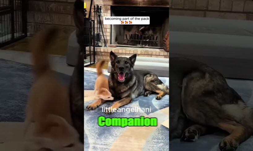 tiny kitten Rescue ❤️ | Heartwarming #Shorts