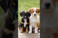 two cute puppies barking adorable video #puppy #dog #barking #dogs #trending #youtubeshorts #shorts
