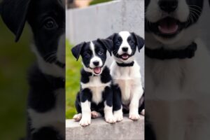 two cute puppies barking adorable video #puppy #dog #barking #dogvideos #cutedog #trending #shorts