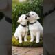 two cute puppies barking adorable video #puppy #dog #dogs #trending #barking #pets #puppies #shorts