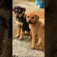 two cute puppies playing outdoors #dog #puppy #cutedog #dogvideos #dogs #trending #puppies #shorts
