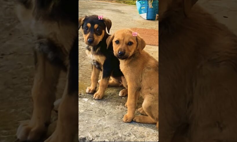 two cute puppies playing outdoors #dog #puppy #cutedog #dogvideos #dogs #trending #puppies #shorts