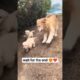 watch till the end ❤️ cute puppies 😍 #cutepuppy #puppy #puppies #pets