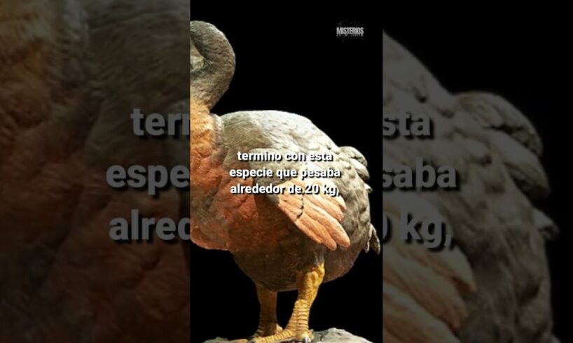 ¿El DODO podría resucitar en 6 años? #shorts #ciencia #dodo