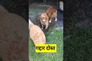 गद्दार दोस्त #funny #thetharpuns #shilpisaroja #comedy