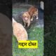 गद्दार दोस्त #funny #thetharpuns #shilpisaroja #comedy