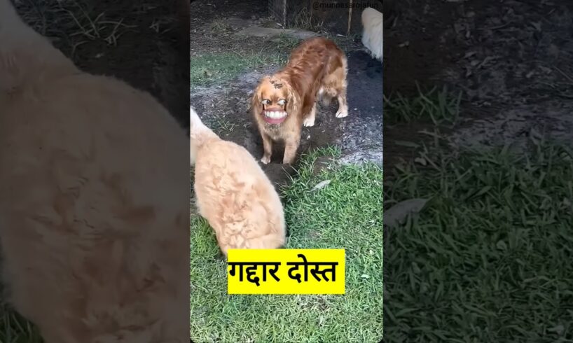 गद्दार दोस्त #funny #thetharpuns #shilpisaroja #comedy