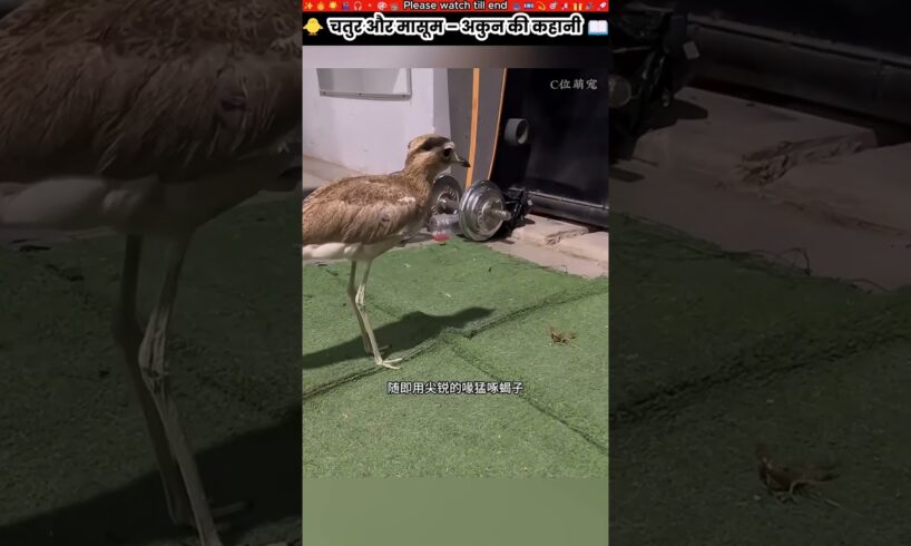 चतुर और मासूम – अकुन की कहानी #animal #animalrescue #animallover #rescue #birdlovers